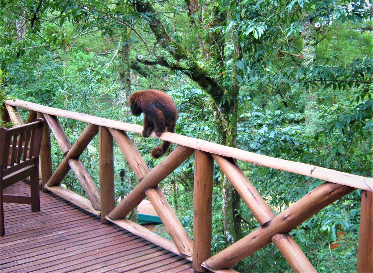 Villa Flor Ecoresort Nova Petropolis Zewnętrze zdjęcie